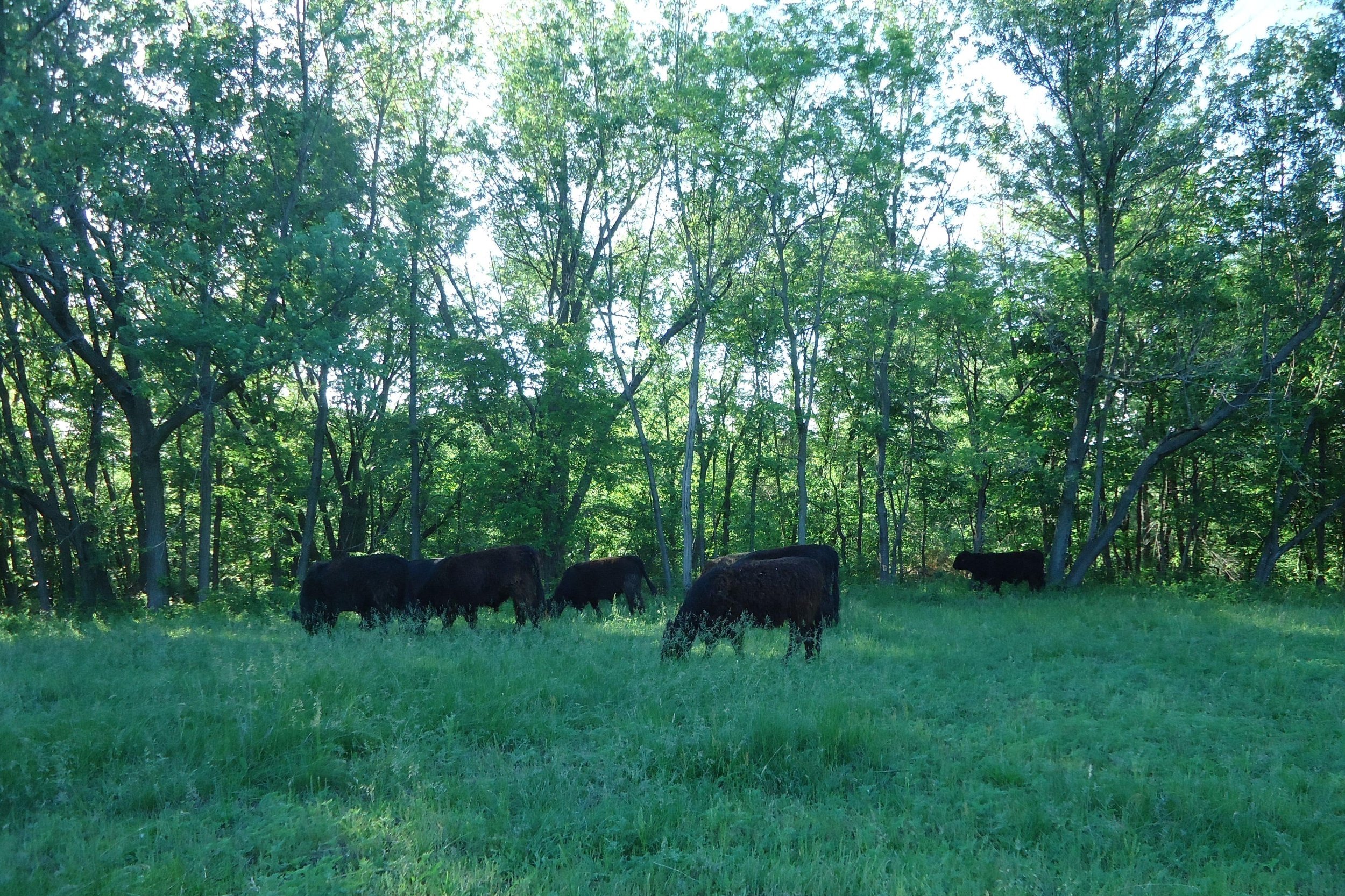 Attadale Farm Galloway cows grazing in a green pasture near the woods