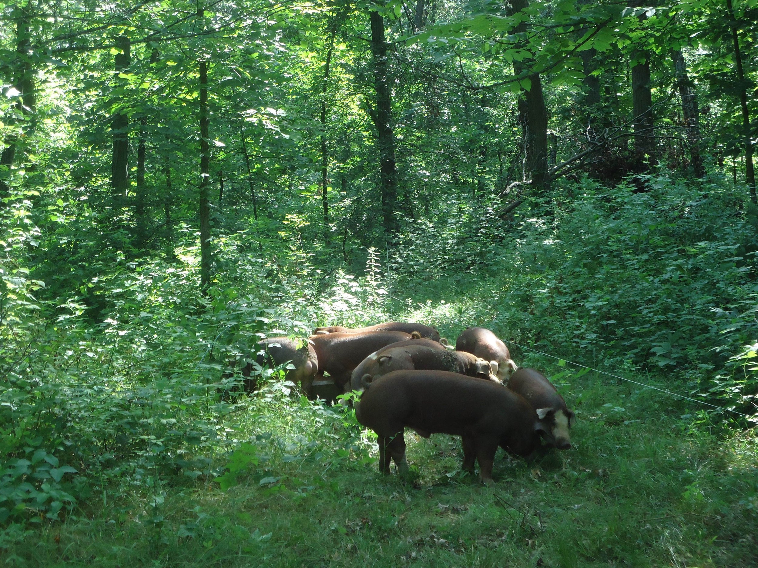 Attadale Farm Hereford hogs foraging along the woods side